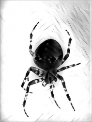 Spider