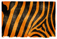 Maseczka kolorowa Tygrys