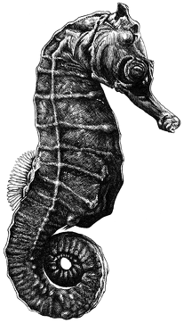 Konik morski - rysunek - nadruk