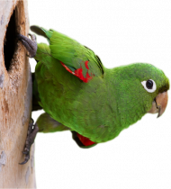 Kubek Papuga