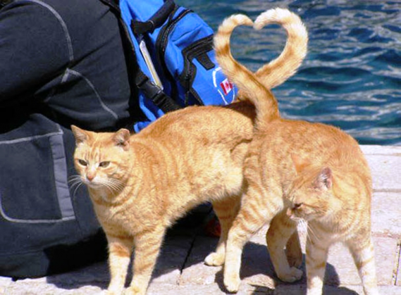 tumblr cats love heart