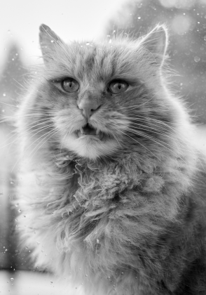 Power cat