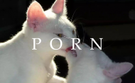 cat porn-woman