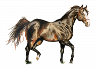 koń trot