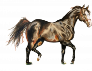 koń trot