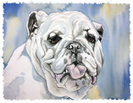 Bulldog