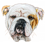 Bulldog angielski