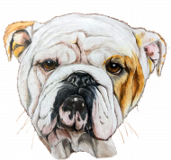 Bulldog angielski