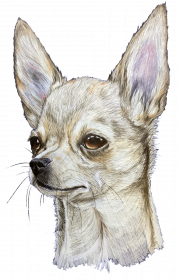 Chihuahua