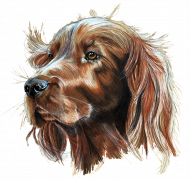 Irish setter