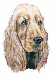 Spaniel