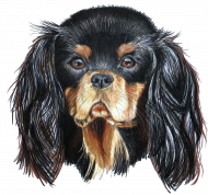 Cavalier