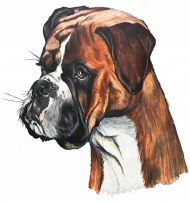 Boxer