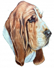 Basset