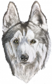 Syberian Husky