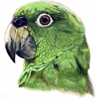 Green Parot papuga