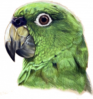 Green parot papuga
