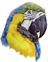 Parot papuga