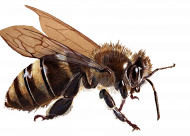 Pszczoła bee
