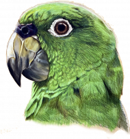 Green parot papuga