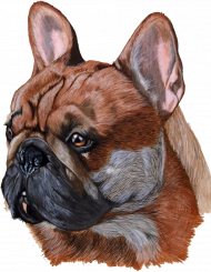 bulldog francuski