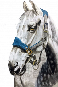 Biały koń portret
