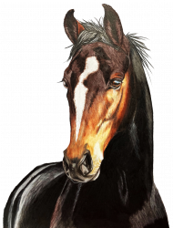 Portret koń kary