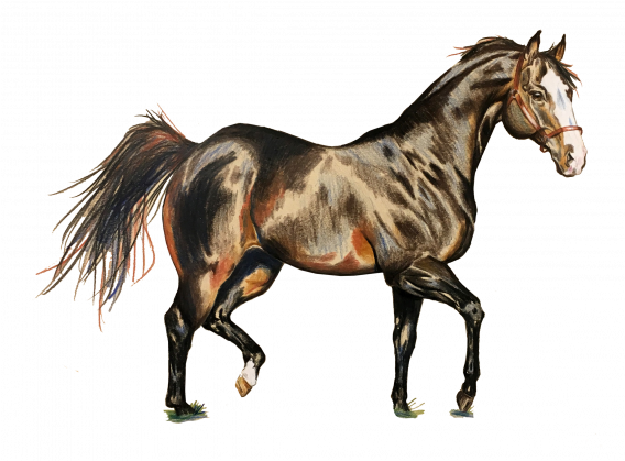 koń trot