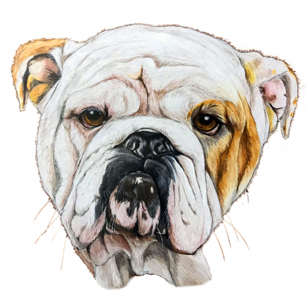 Bulldog angielski