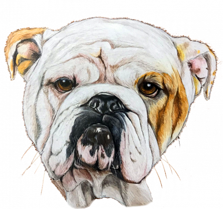 Bulldog angielski