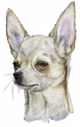 Chihuahua