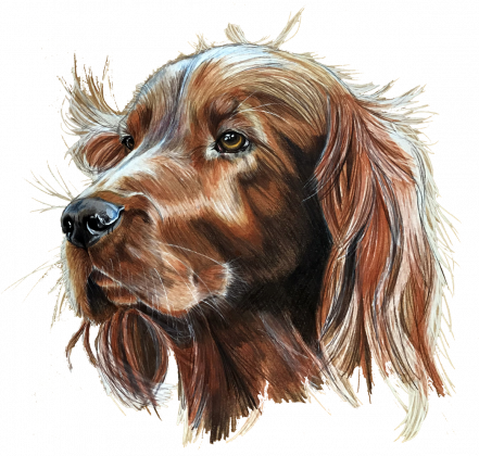 Irish setter