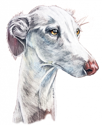 Greyhount