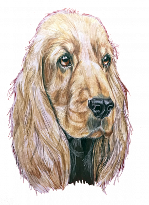 Spaniel