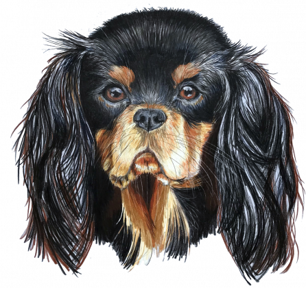 Cavalier