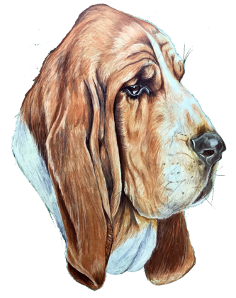 Basset