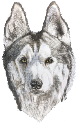 Syberian Husky