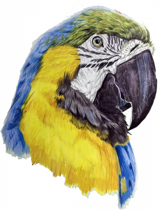 Parot papgua