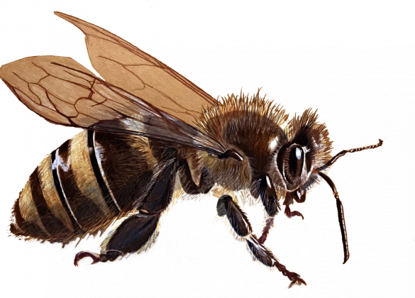 Pszczoła bee
