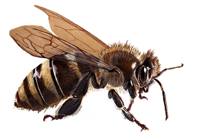 Pszczoła bee