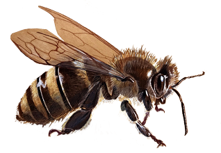 Pszczoła bee
