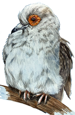Gołąb dove