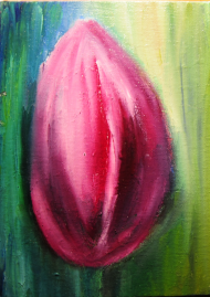 Obraz Tulipan