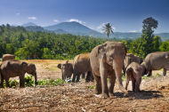 Słonie w Pinnawela, Sri Lanka. Ale pixele!