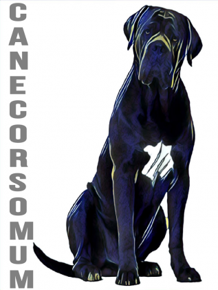 Cane Corso Mum