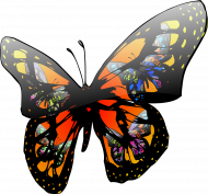 Koszulka dziecięca motyl 2