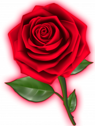 Bluza Red Rose