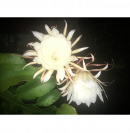 Night Queen Flower