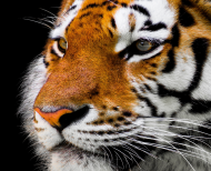 Kolorowa maseczka ochronna wielokrotnego uzytku Tiger