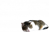 Cytat Charlie Chaplin + Kot (kobieta)